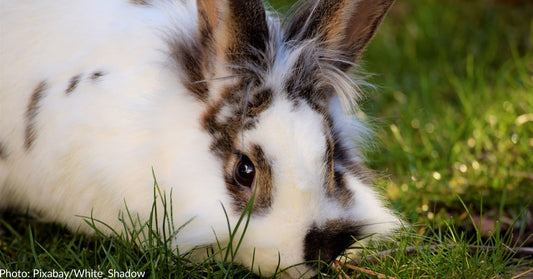 Woman Braves The Cold To Rescue Rabbit Someone Dumped Behind Her Montana Apartment