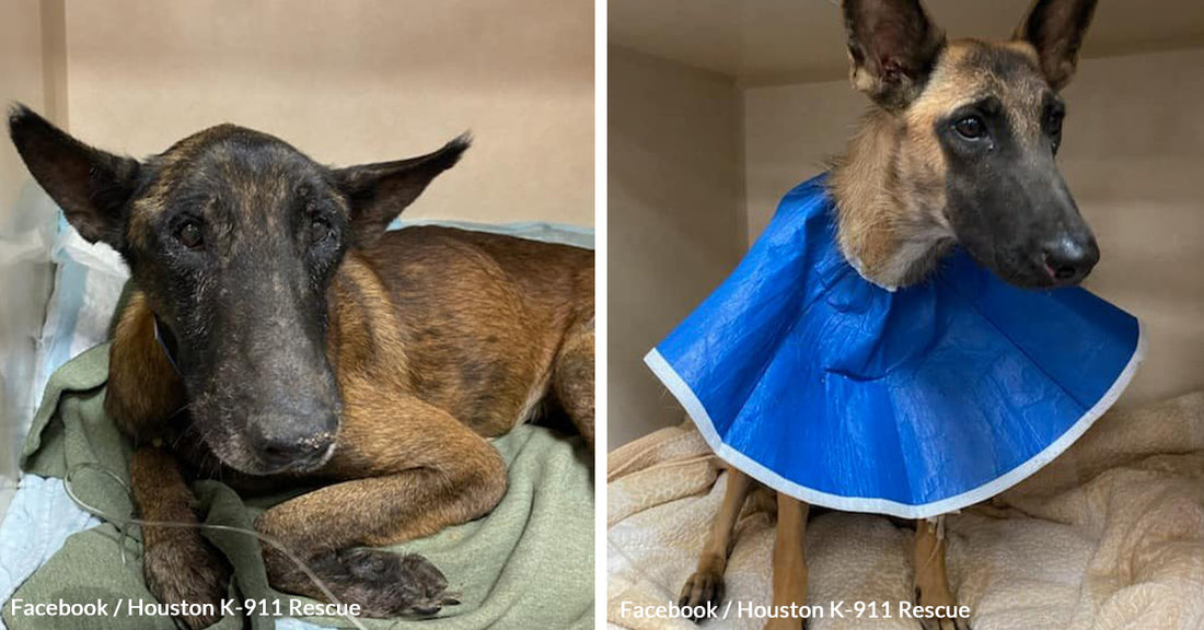 Loyal Dog Refuses to Leave Paralyzed Friend Found in Texas Ditch