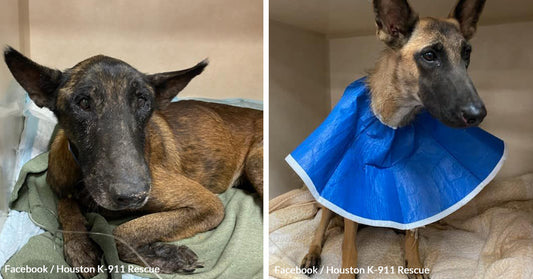 Loyal Dog Refuses to Leave Paralyzed Friend Found in Texas Ditch