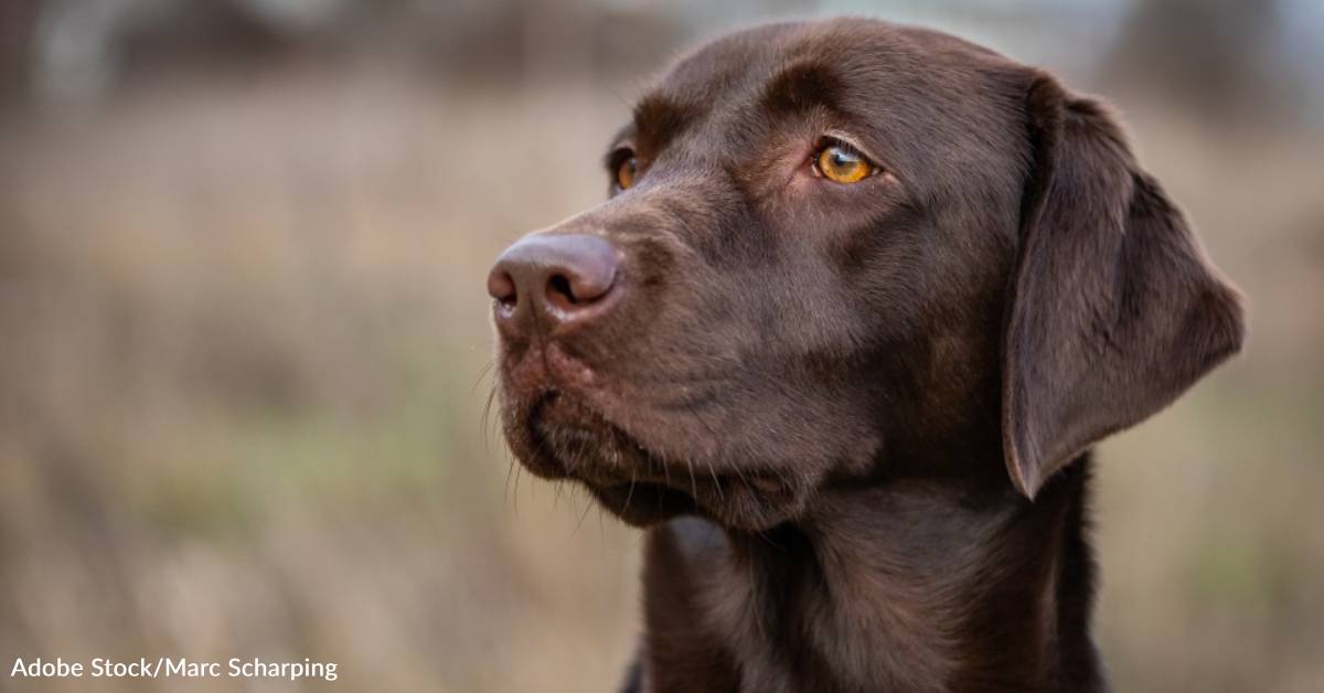 Labrador Retriever 101: A Comprehensive Guide for New Pet Owners ...