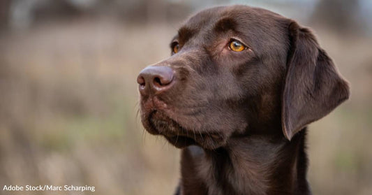 Labrador Retriever 101: A Comprehensive Guide for New Pet Owners