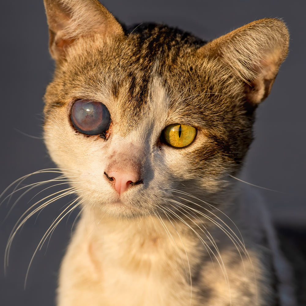 Make Animal Abusers Pay For The Animals They Hurt