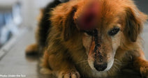 tan fluffy dog with head wound at vet clinic