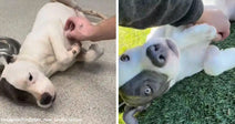 Split image of a white and gray dog lying on its back while being gently scratched indoors on the left and rolling happily on grass outdoors on the right.