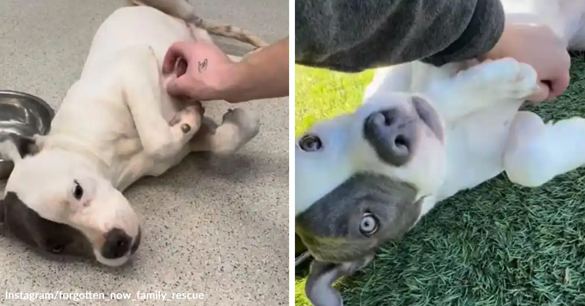 Abused Rescue Dog Throws Herself To The Floor Every Time She Meets A ...