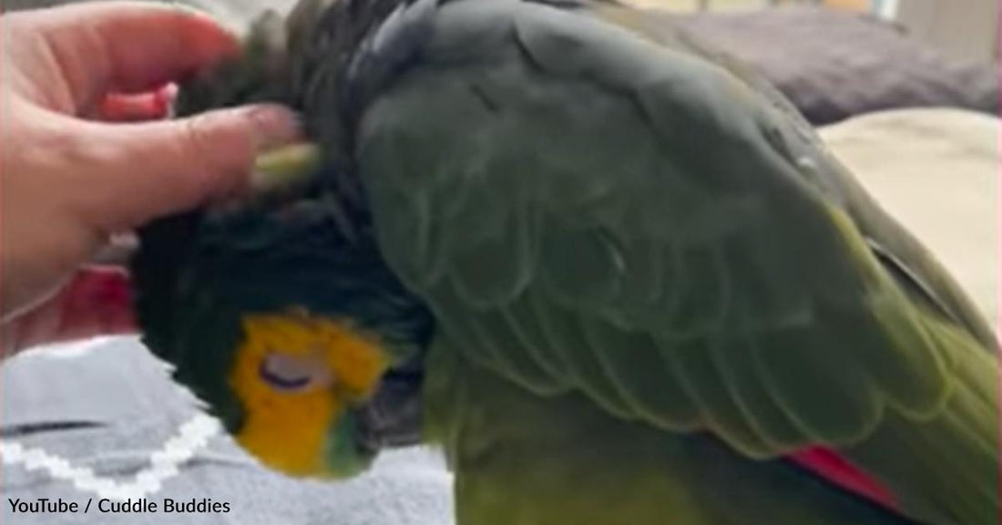 83-Year-Old Abused Parrot Is Now Thriving in His Forever Home