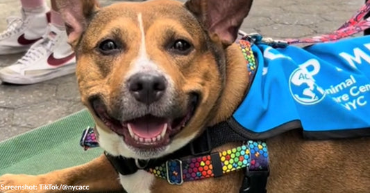 71 Pets From NYC's Largest Shelter Adopted In One Day At Petco's Block Party