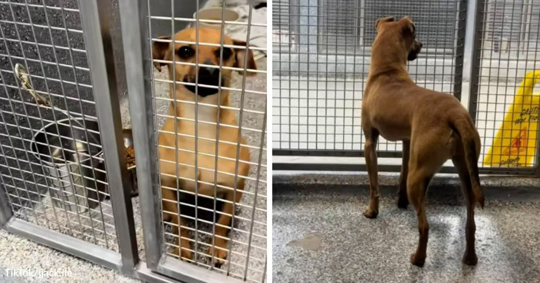 Puppy Returned To The Shelter Watches The Door And Cannot ...