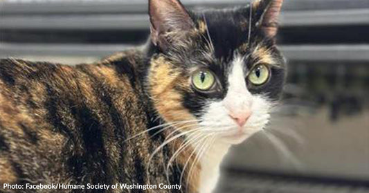 Opinionated Shelter Cat In Maryland Is Looking For "Brave" Person To Adopt Her