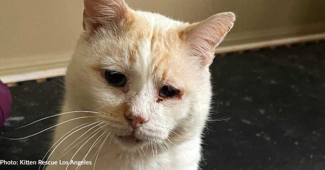 Senior Cat Overlooked At Los Angeles Cat Cafe Longs For Loving Home