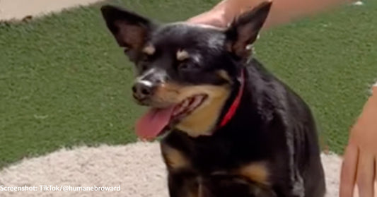 Stressed Senior Dog Seeks Quiet Home After Returning To Shelter Due To Owner's Failing Health