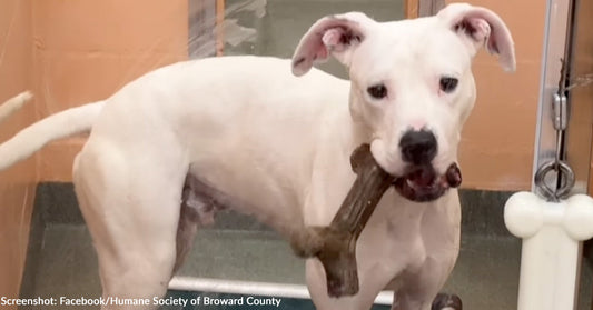 A playful white dog holds a bone in its mouth, looking out from a shelter.