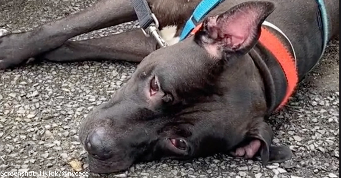 Shelter Dog Shows Off All His Tricks At Adoption Event But Doesn't Get One Application