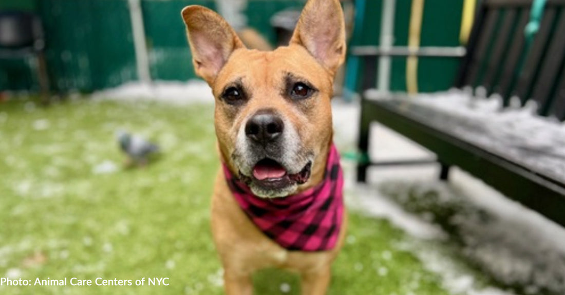 Sweet Dog Abandoned In NYC Apartment Has Been Waiting At Shelter For Over 200 Days For A Home