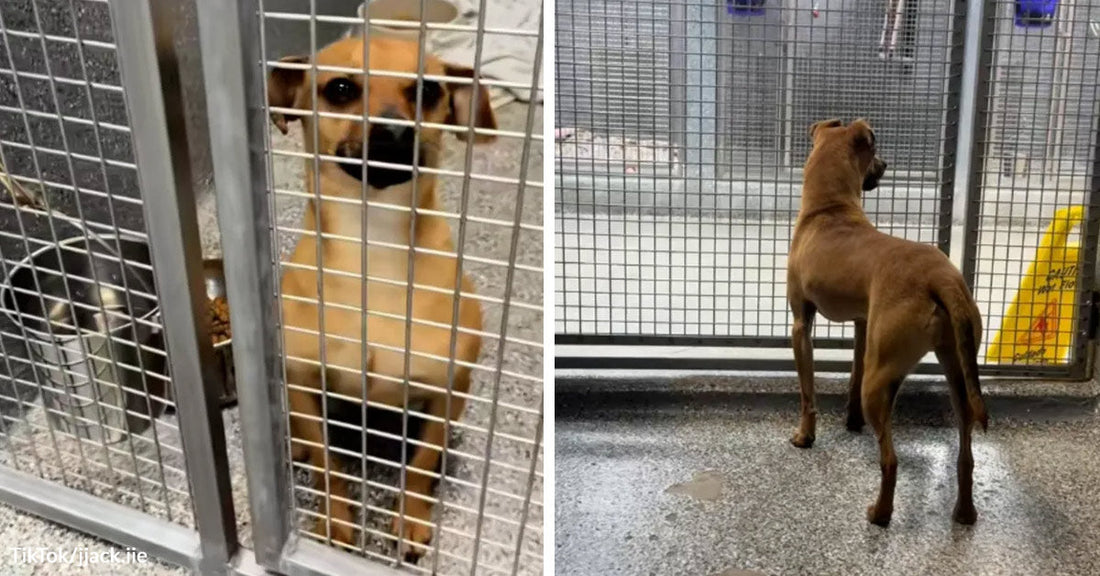 Small tan dog standing behind metal kennel bars inside a shelter. Small tan dog seen from behind inside a kennel, facing out through the shelter bars.