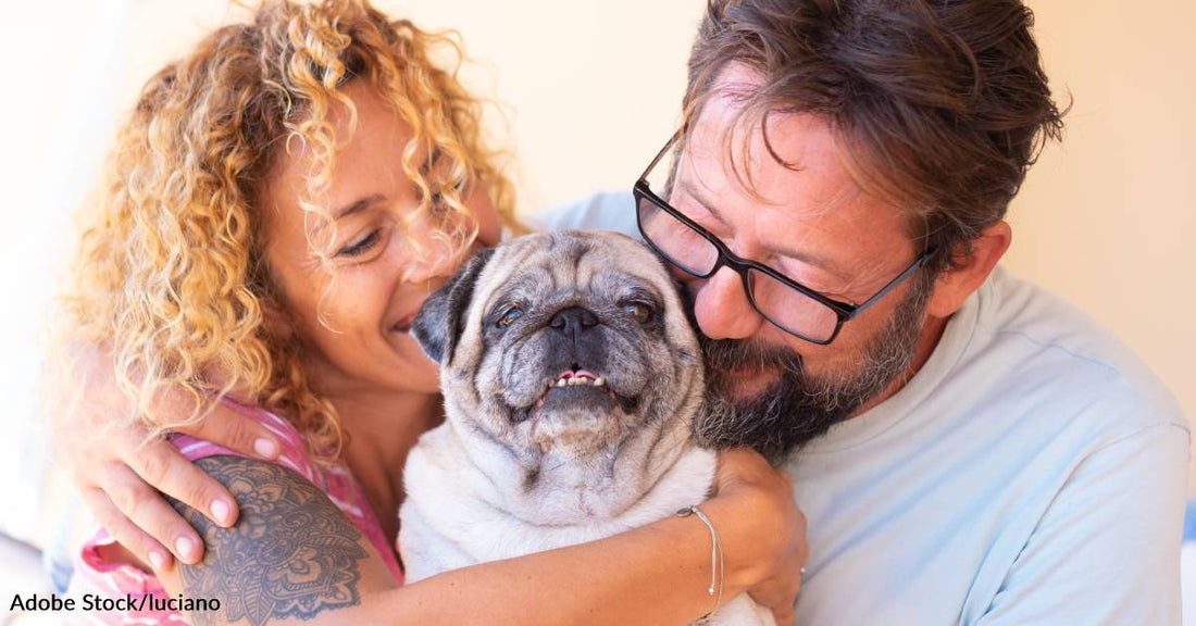 Adopting an Older Dog: What You Need to Know