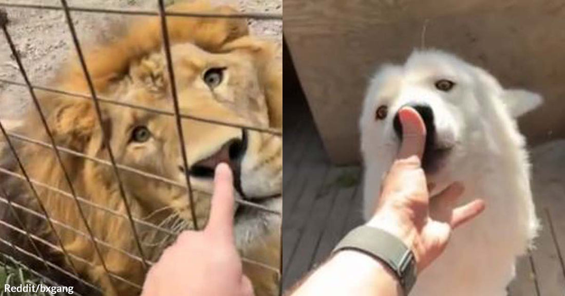 Reddit Video Shows the Other Side of Wild Animals, Which Is Unbelievably Adorable