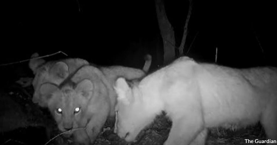 The Birth of Three New West African Lion Cubs Signifies Hope in Fighting Extinction