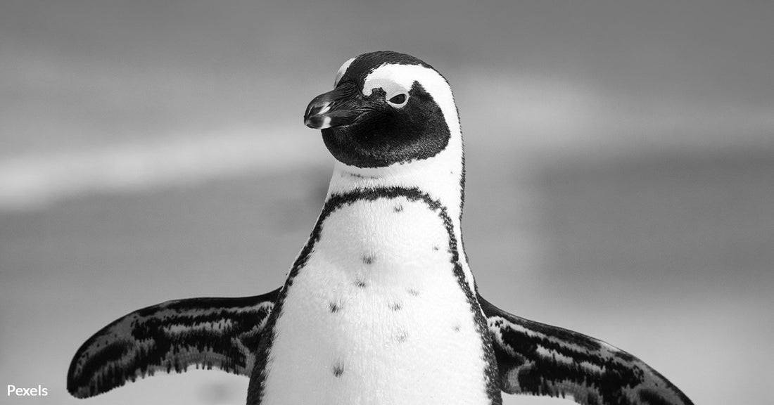 Heartbreaking Decline of African Penguins Sparks Urgent Calls