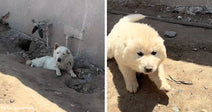 Two white dogs in a dusty outdoor area, one lying in a shallow ditch near a wall and another fluffy puppy walking on dirt.