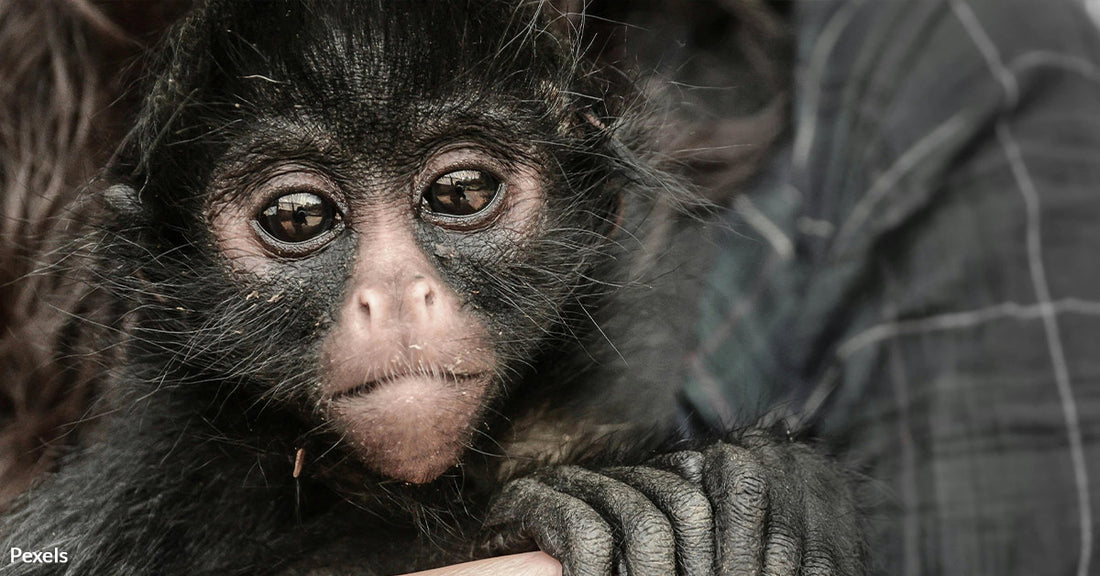 AI Saves Endangered Spider Monkeys from Extinction