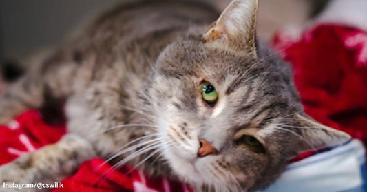 Gray tabby cat with green eyes lying on a red blanket, looking calmly at the camera.