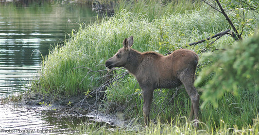 Moose Calf Rescued From "Sure Demise" As Mama Watched Nearby