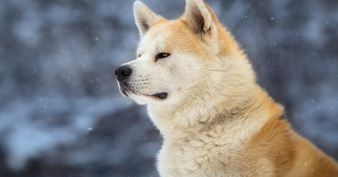 Fluffy cream-colored Akita sits in profile against a snowy, softly blurred background.