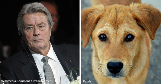 Alain Delon’s Family Rejects Shocking Wish to Euthanize Beloved Dog