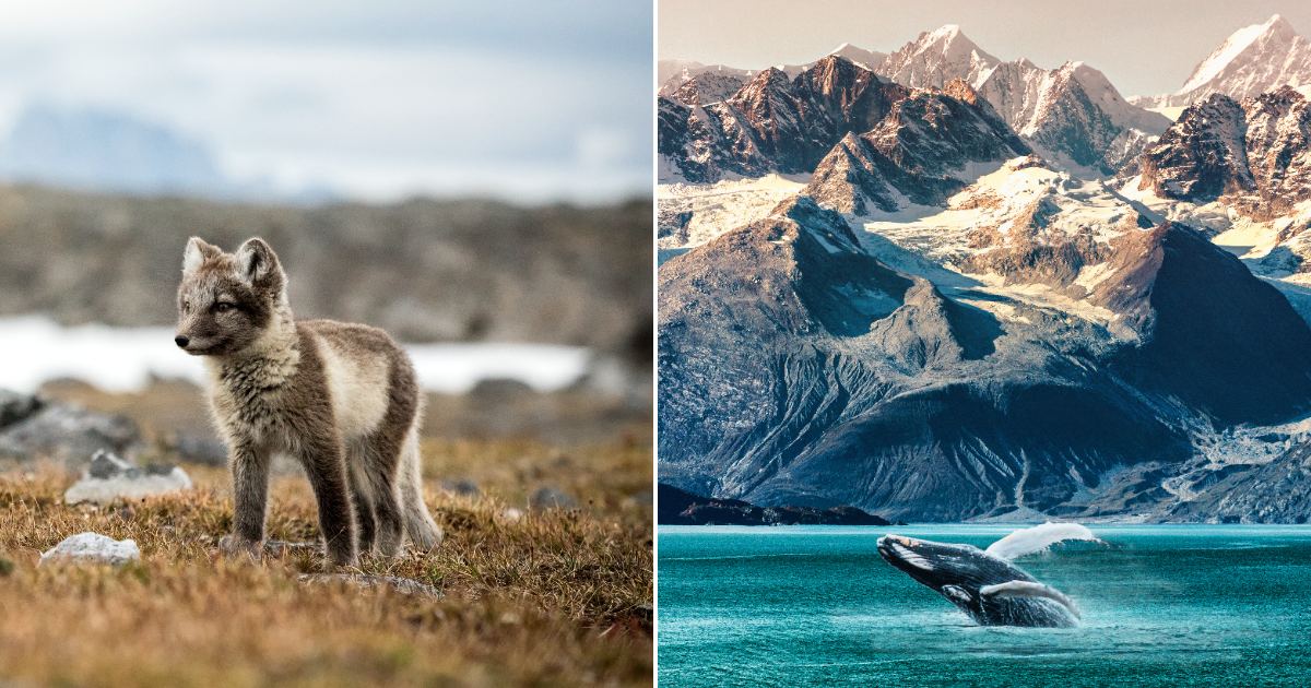 Federal Government Strips Environmental Review From Arctic Oil Drilling ...