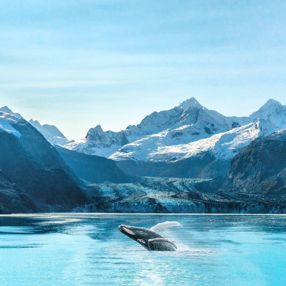 A humpback whale breaches the turquoise waters of a glacial fjord surrounded by snow-capped mountains.