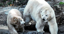 Adult polar bear walking beside a smaller bear across a rocky, dirt-covered area.