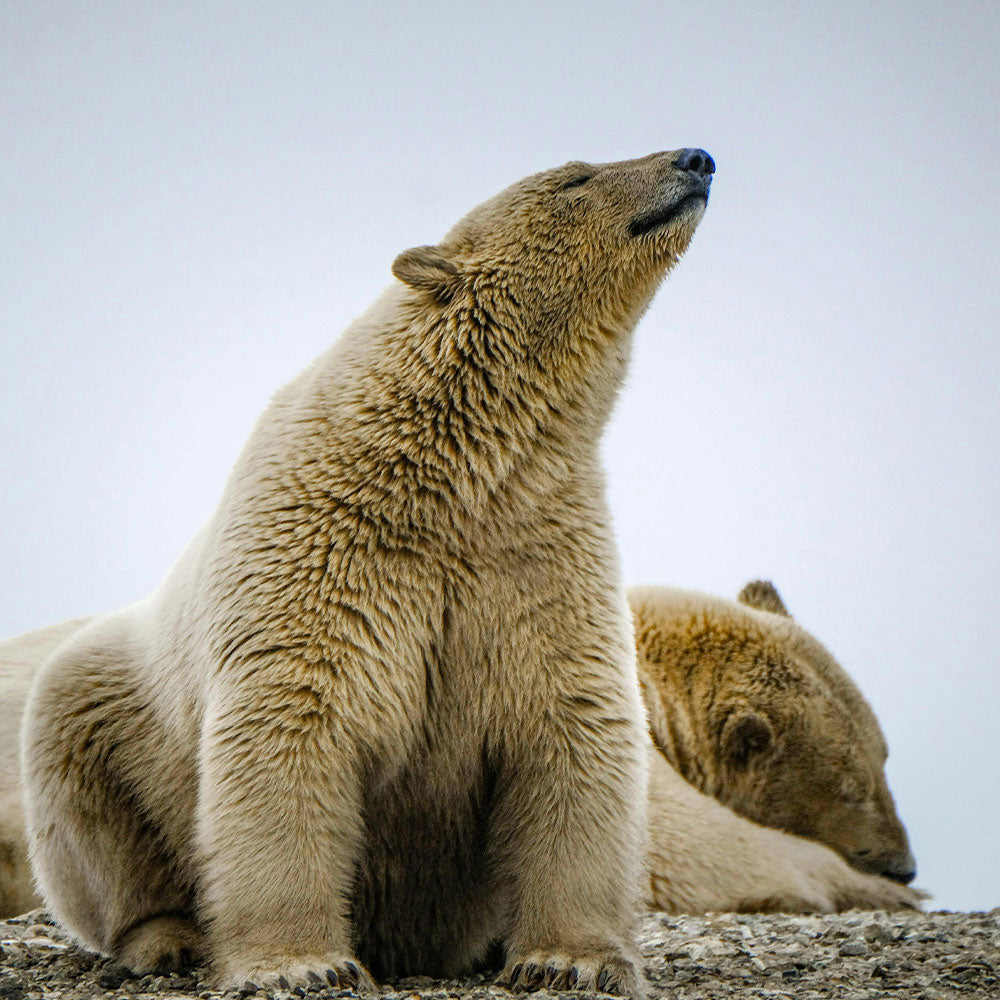 Stop Drilling In Alaska From Threatening Polar Bears
