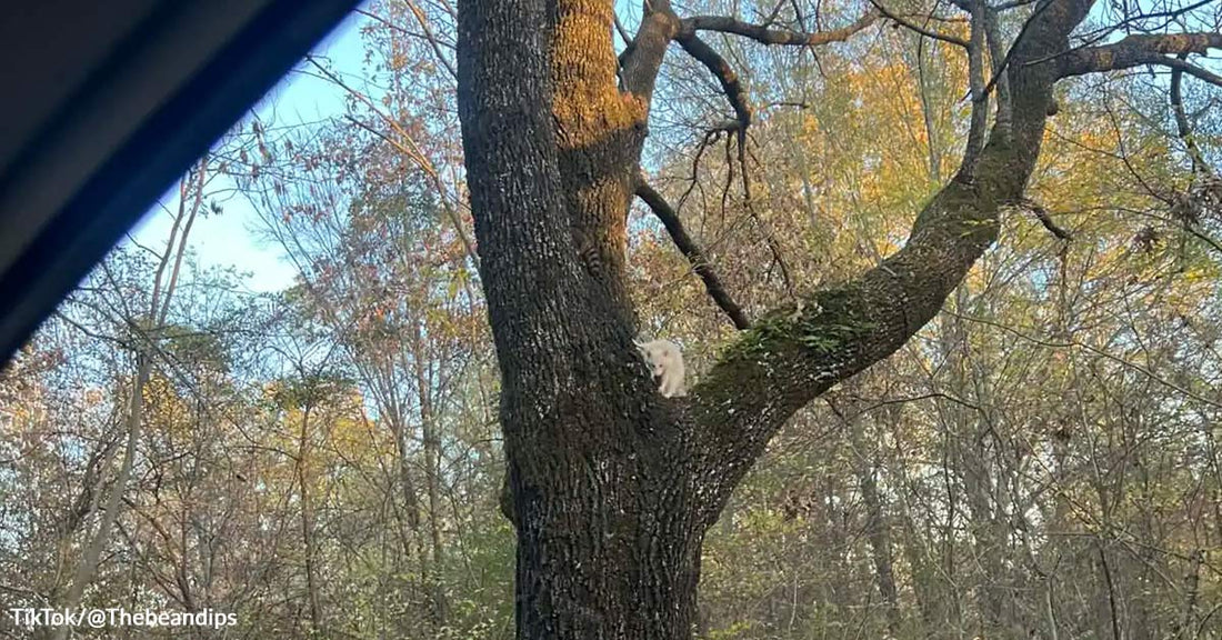 Albino raccoon perched in the fork of a tree, viewed from a distance in a wooded area.