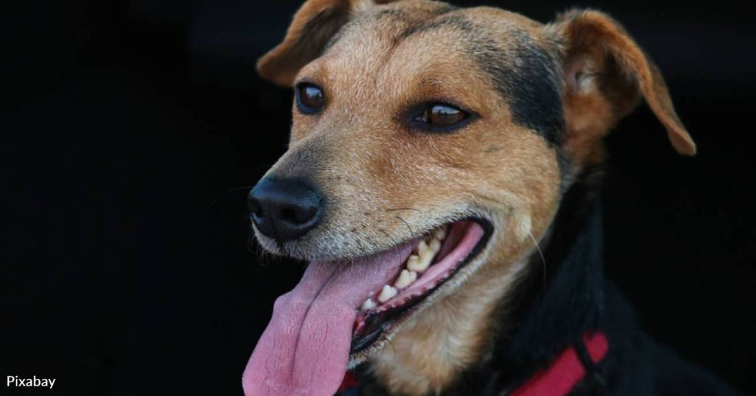 Broken Stray Crawls Out Of A Storm And Chooses The One Human Who Won’t Fail Him