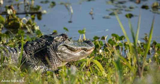 Alligator Lunges Out Of Lagoon At Dog, But Woman Intervenes