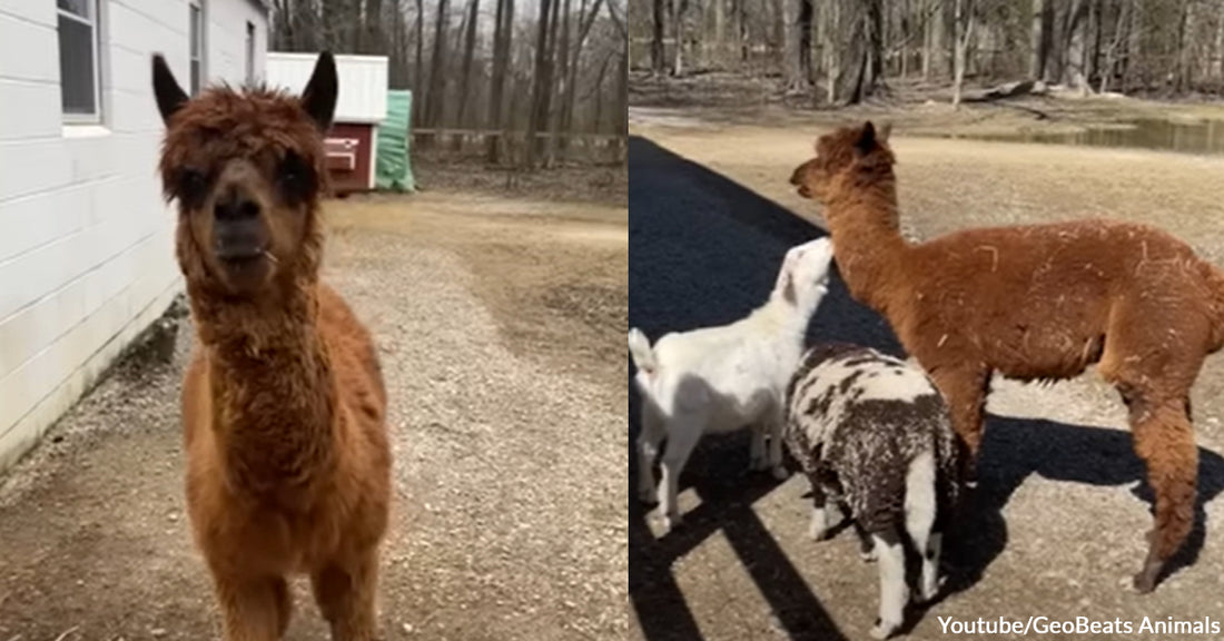 Alpaca Who Once Lived in Solitude Finally Found a Friend in Gene the Goat