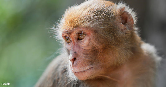 Research Facility Loses Control as 43 Monkeys Flee Into Nearby Woods