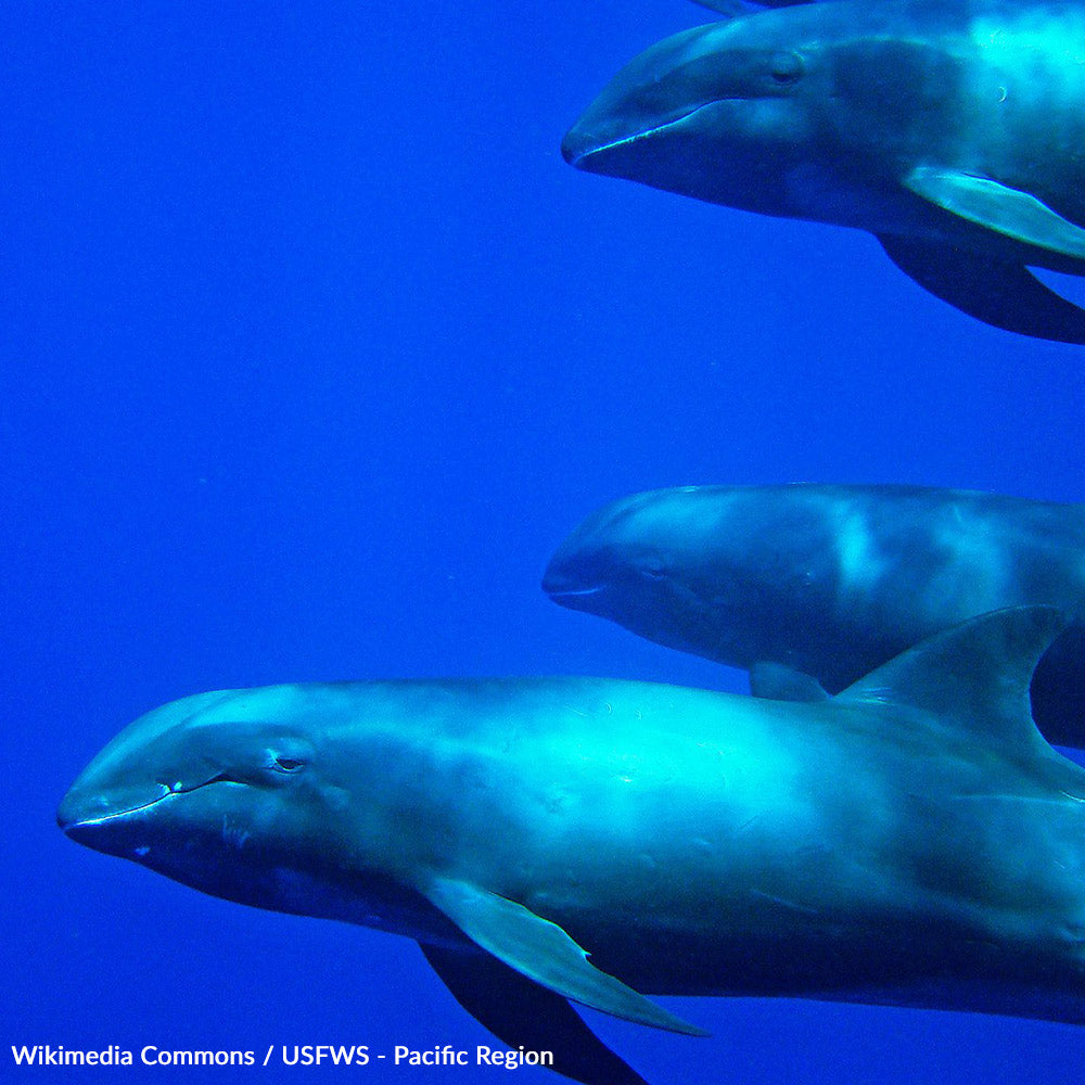 Protect Endangered Wildlife From Industrial Greed In The Pacific