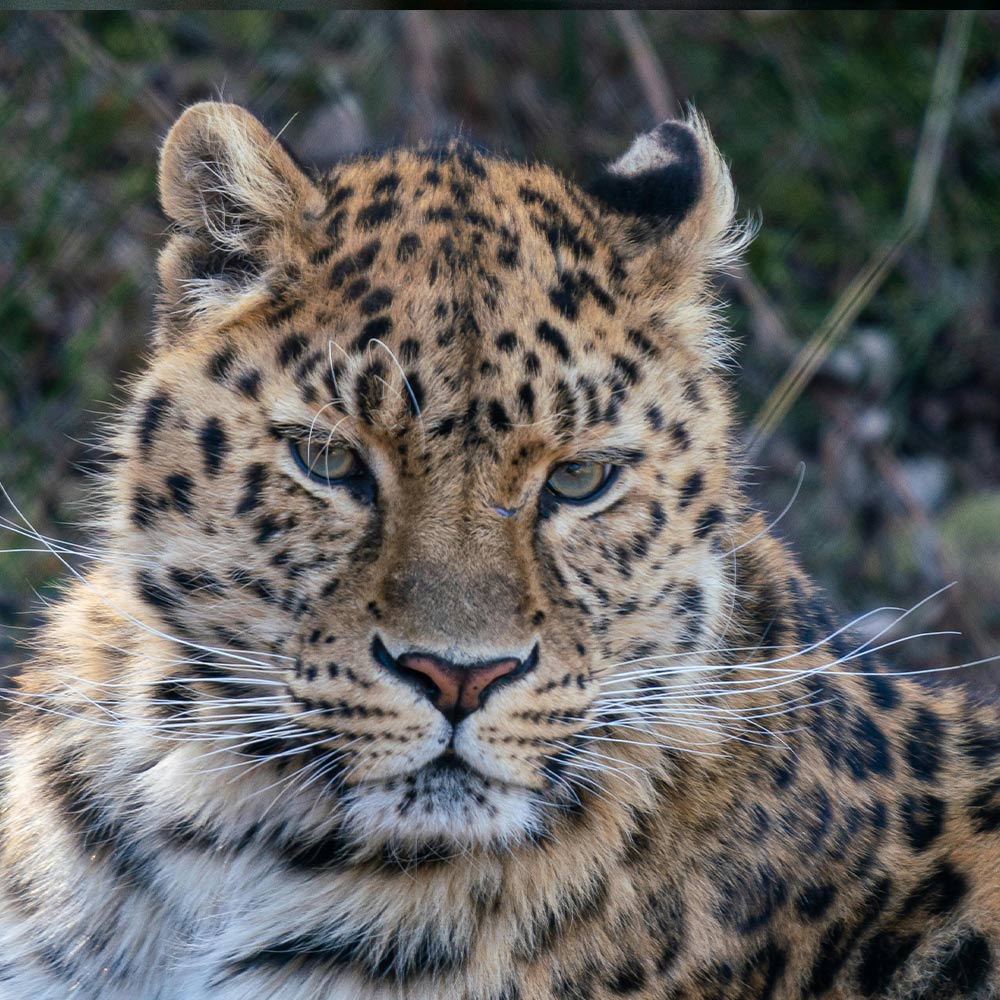 Save The Amur Leopard From Extinction