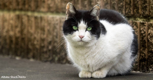 Family Abandons Cat in the Middle of Colorado Winter