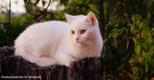 Woman Battling Bronchitis Finds Cat Outside Who Helps Nurse Her Back to Health