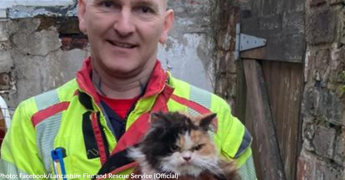 Firefighters Chisel Through Wall To Rescue Cat Who Does Not Appear ...