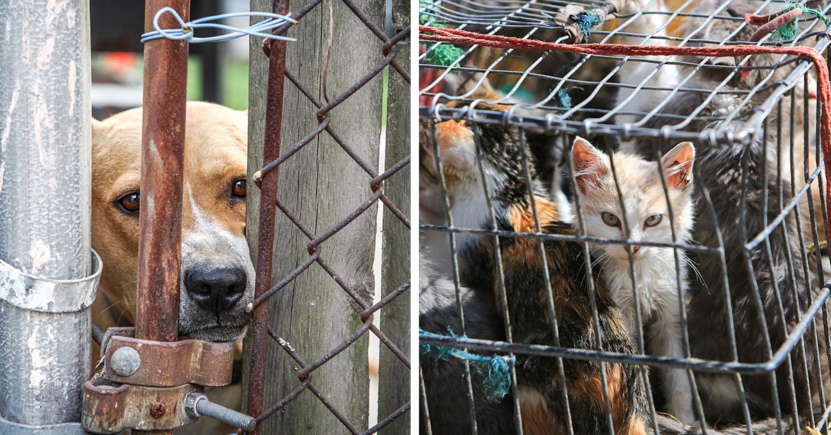 Animals At Risk As Few Barriers Prevent Convicted Abusers From Buying ...