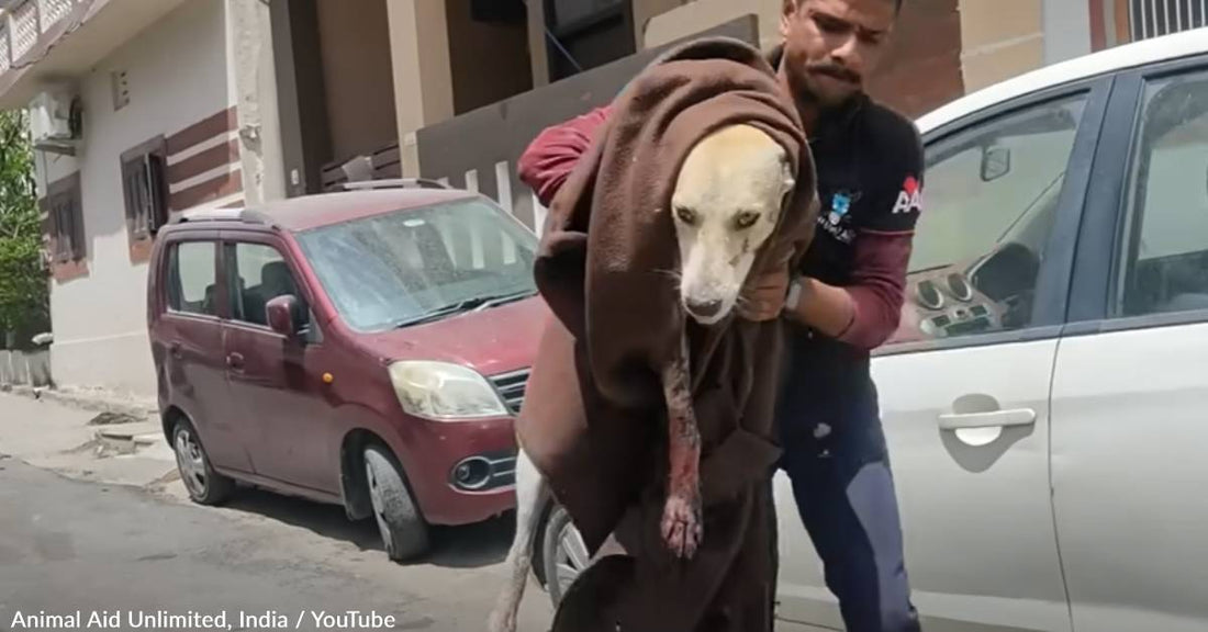 Stray Dog With 'Fatal Neck Wound' Makes Miraculous Recovery