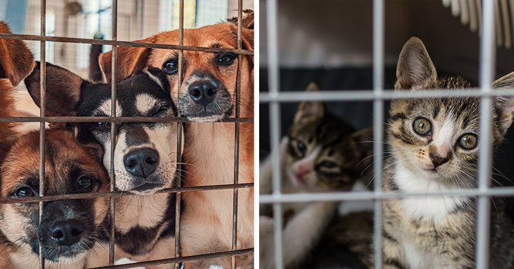 Hundreds Of Hoarded Animals Created A Los Angeles Shelter Crisis ...