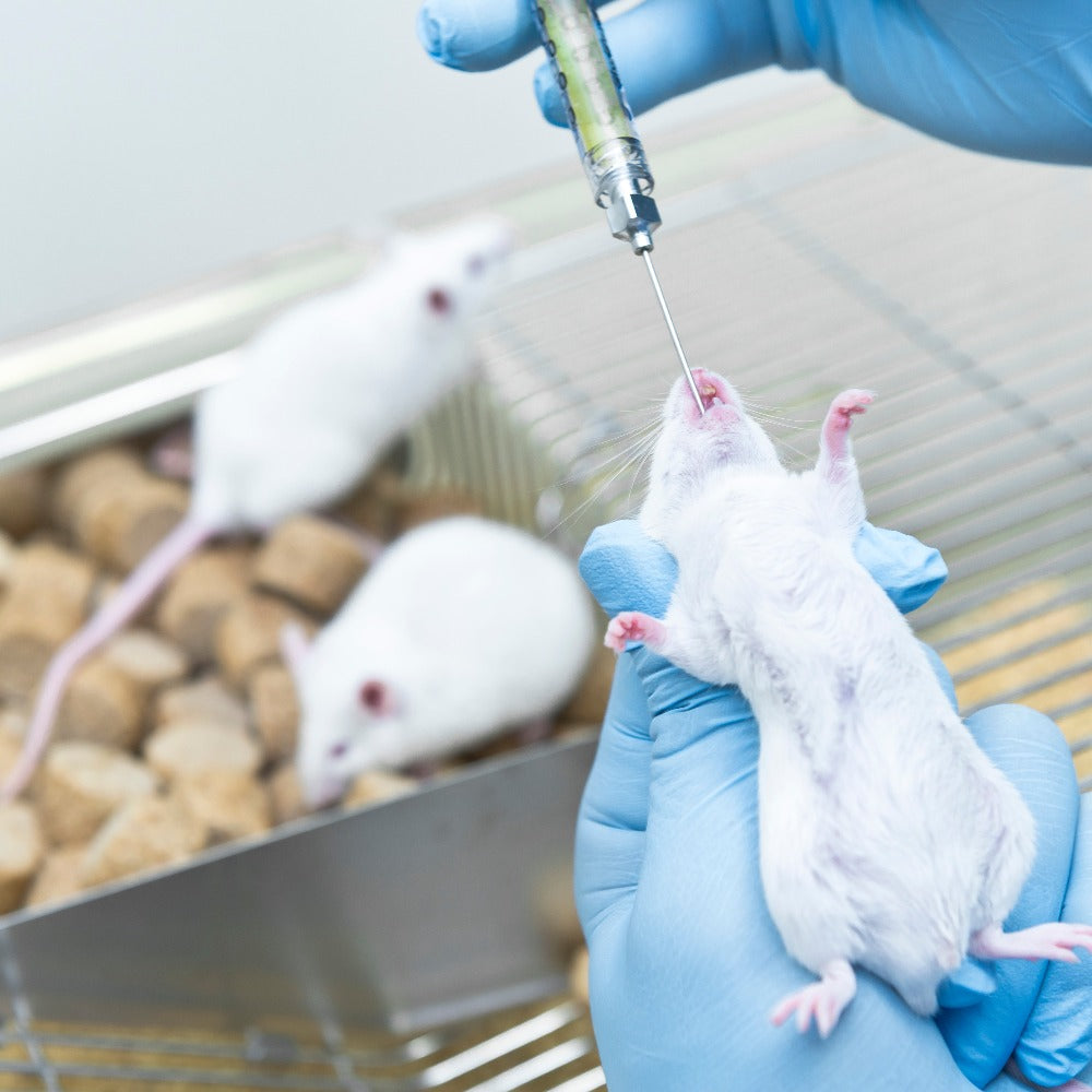 Animals Are Dying From Preventable Mistakes in Research Labs and the System Is Not Stopping It