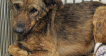 Make Animal Welfare Act Enforcement Mandatory