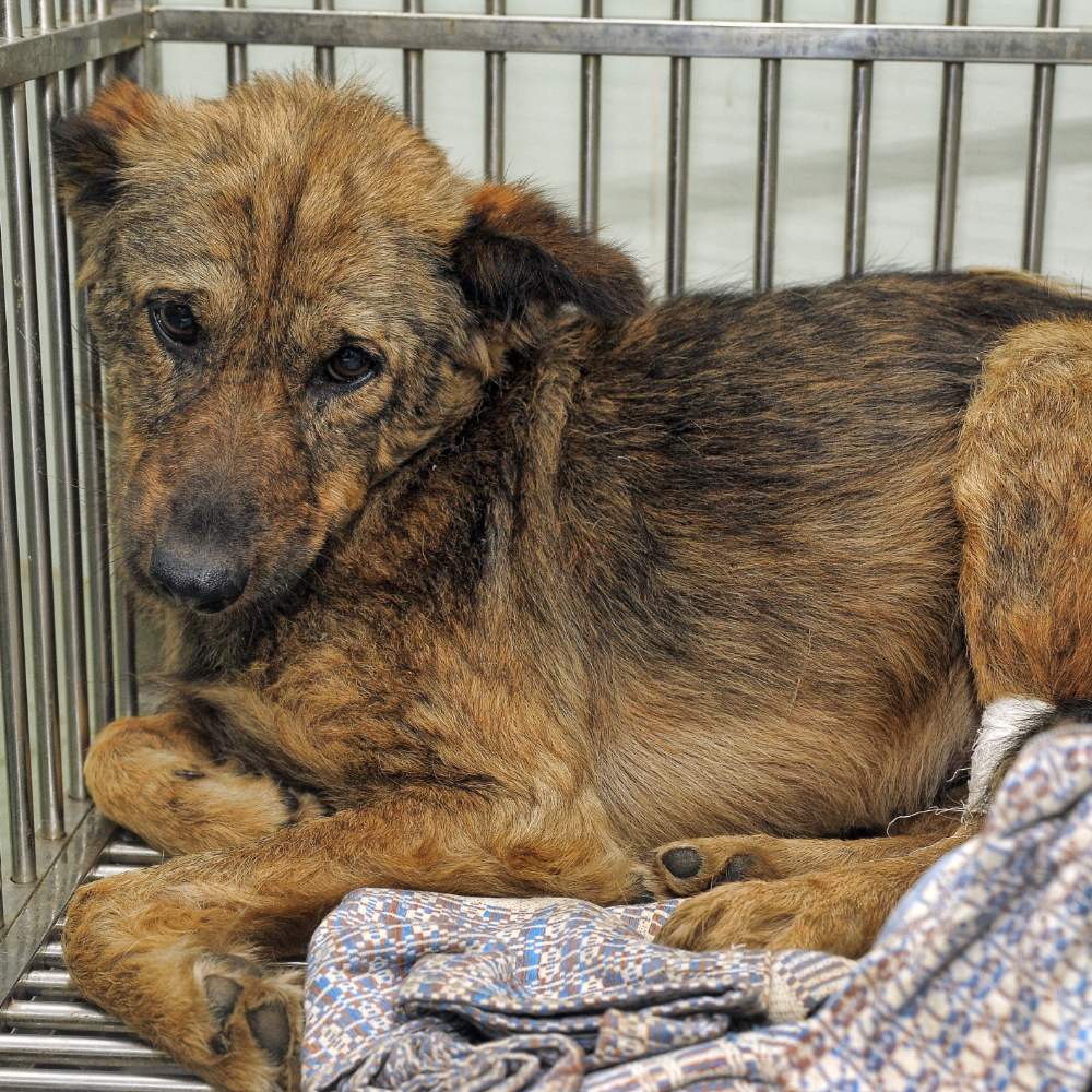 Make Animal Welfare Act Enforcement Mandatory