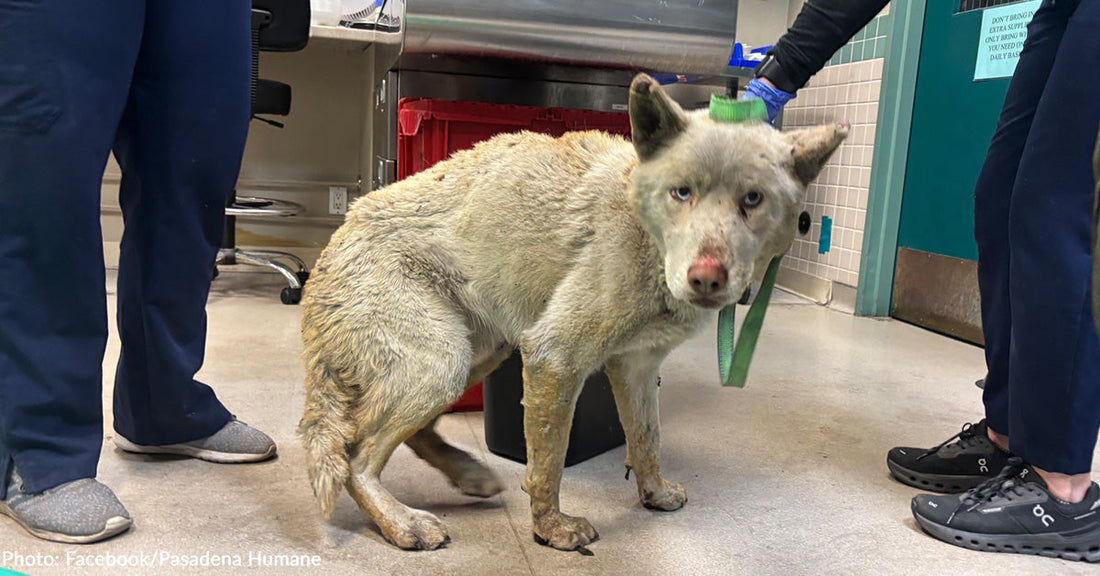 Animals Burned in California Wildfires Arrive at Pasadena Shelter in Need of Medical Care